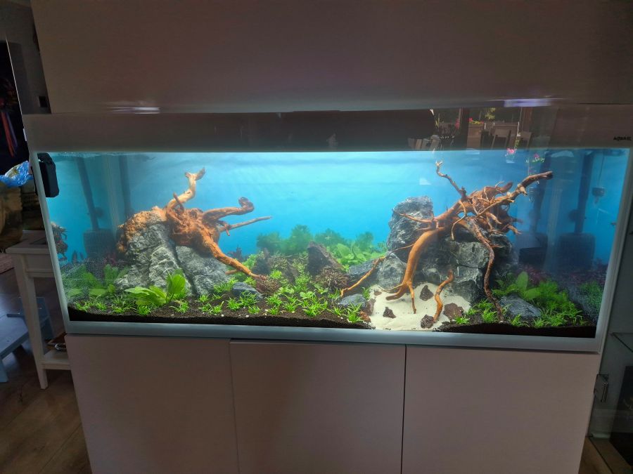 Aquael Glossy 150 - relacja z zakladania akwarium roślinnego Szczecin [VIDEO]