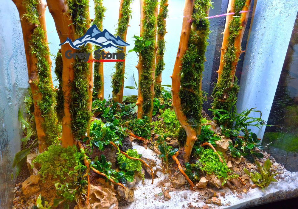 Oryginalna kompozycja w stylu lasu wpasowana w Juwel Lido 120l