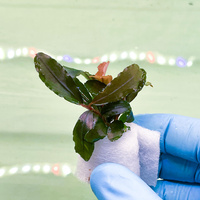 Bucephalandra Artemis - dwie sadzonki