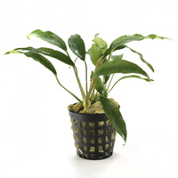 Anubias species F