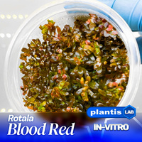 Rotala Blood Red INVs