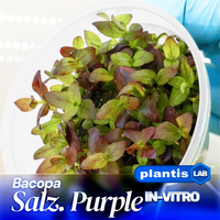 Bacopa Salzmannii „Purple” INVs