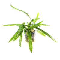 Cryptocoryna retrospiralis