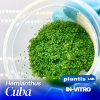 Hemianthus cuba INVs