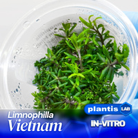 Limnophila sp. Vietnam INVs