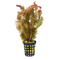 Myriophyllum tuberculatum