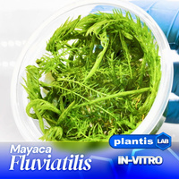 Mayaca fluviatilis INVs