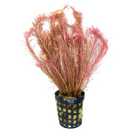 Rotala Wallichii
