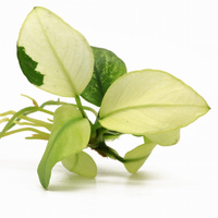Anubias snow white S