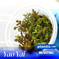 Rotala Yao Yai INVs