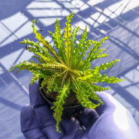 Pogostemon helferi red