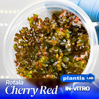 Rotala Cherry Red INVs