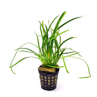 Sagittaria subulata