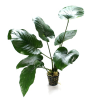 Anubias barteri var. barteri E