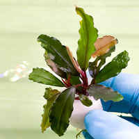 Bucephalandra theia - dwie sadzonki