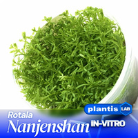 Rotala nanjenshan INVs