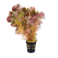 Cabomba furcata