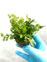 Bolbitis heteroclita difformis