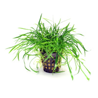 Lilaeopsis brazilensis