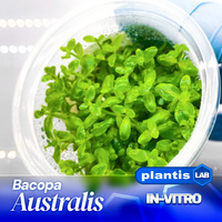 Bacopa australis INVs