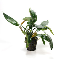 Anubias species E