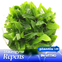 Staurogyne repens INVs