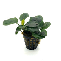 Anubias rondo E