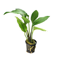 Anubias crispus E