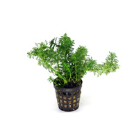 Limnophila sessiliflora