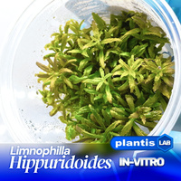 Limnophila hippuridoides INVs