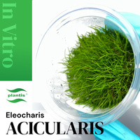 Eleocharis acicularis INVs