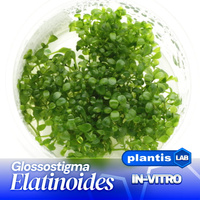 Glossostigma elatinoides INVs