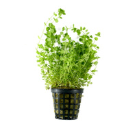 Micranthemum umbrosum