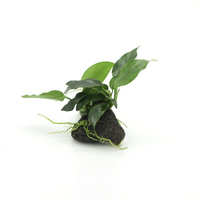 Anubias nana lava stone H