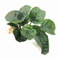 Anubias Barteri Szerokolistny XXL I (Duży)