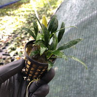 Anubias congensis mini F