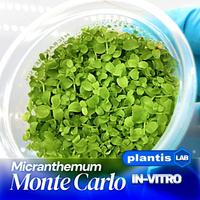 Micranthemum monte carlo INVs