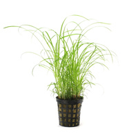 Cyperus