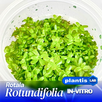 Rotala rotundifolia INVs