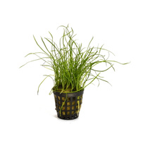 Isoetes