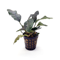 Anubias coffefolia E