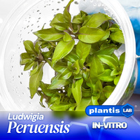 Ludwigia Peruensis (Peruviana) INVs