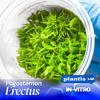 Pogostemon erectus INVs