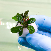 Bucephalandra mini Boyan - dwie sadzonki