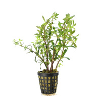Limnophila aromatica