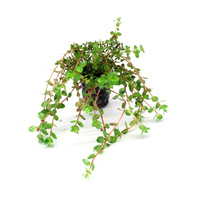 Rotala rotundifolia