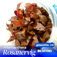 Alternanthera sp. Rosanervig INVs