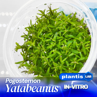 Pogostemon Yatabeanus INVs