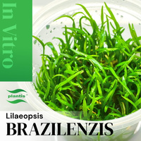 Lilaeopsis Brazilensis INVs