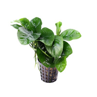 Anubias Schmetterling E